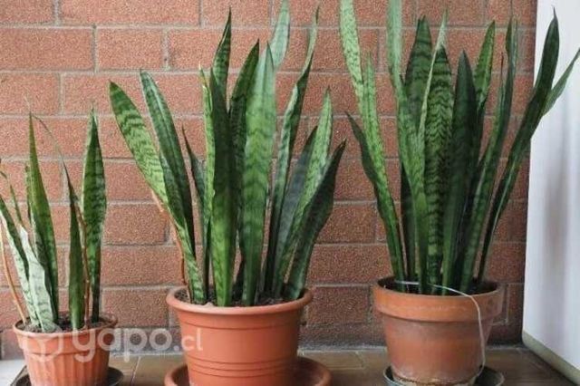 Planta Lengua de suegra