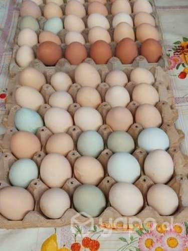 Fresquitos criados son de casa