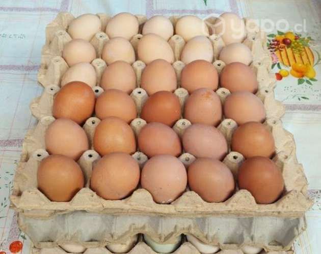 Fresquitos criados son de casa