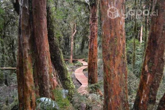 Parcela Bosque Nativo Parque Tepuhueico 27.5H