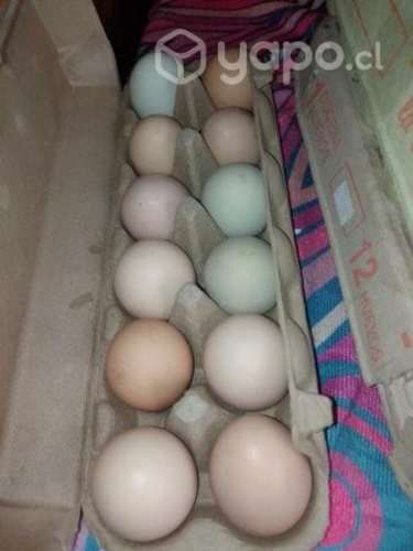 Huevitos frescos de campo