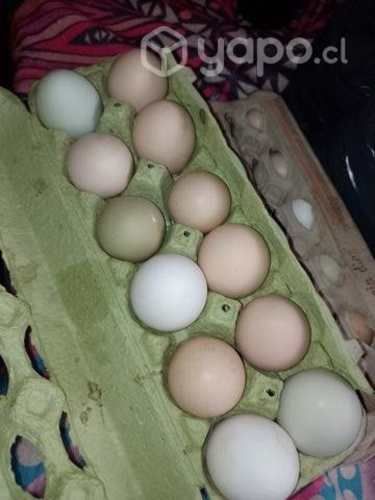 Huevitos frescos de campo