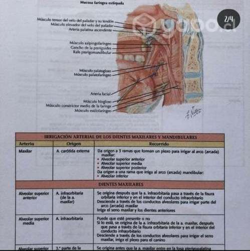 Libro de anatomía de cabeza y cuello odontólogo