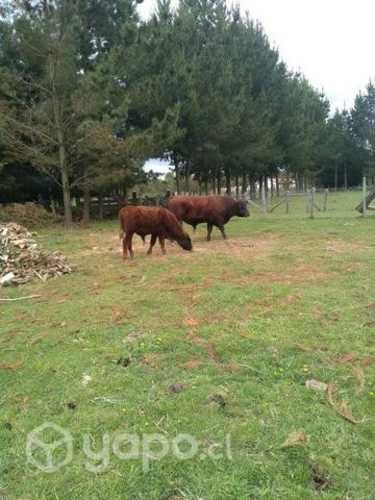 Toro de 2 años y de 7 meses