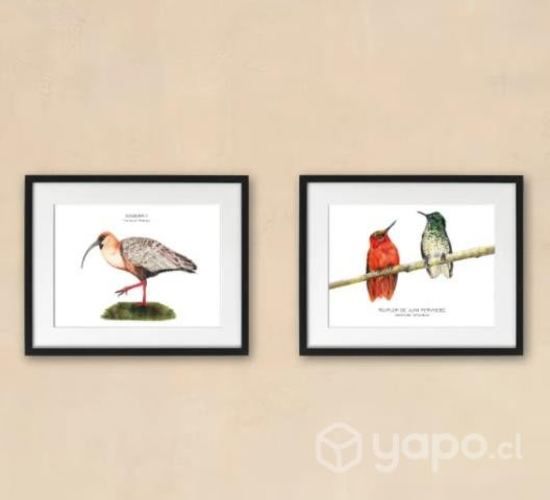 Ilustraciones enmarcadas