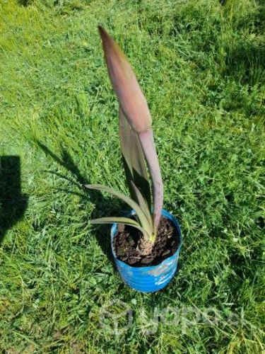 Plantas de amarilis color rojo