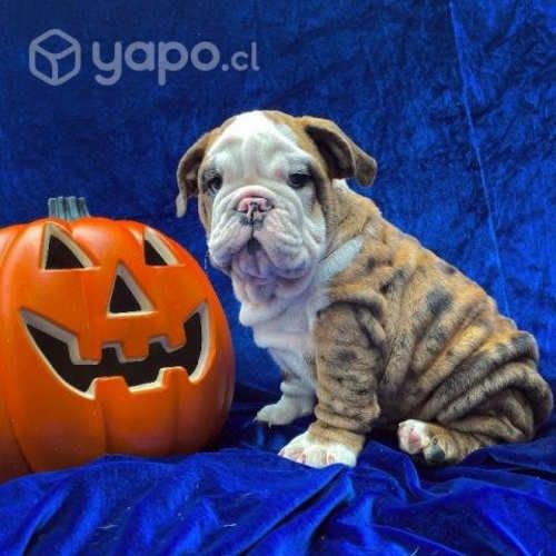 Bulldog Cachorros bulldog inglés exótico