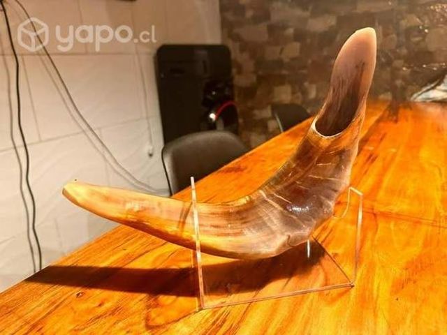 Shofares de segunda seleccion