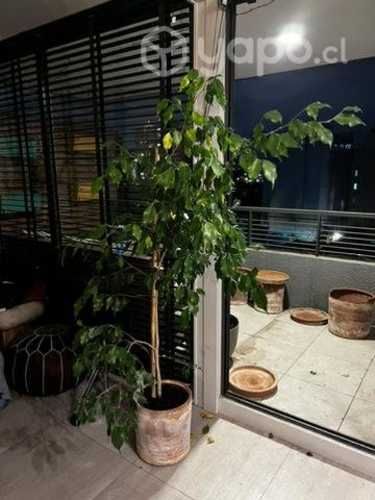 Ficus con macetero y plato