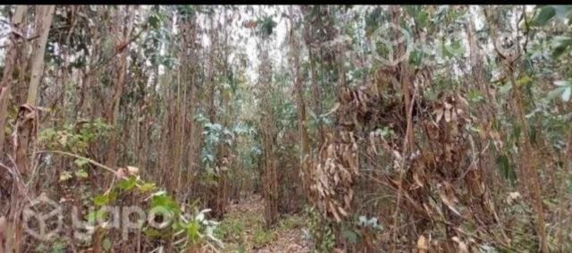 Parcela en Santo Domingo