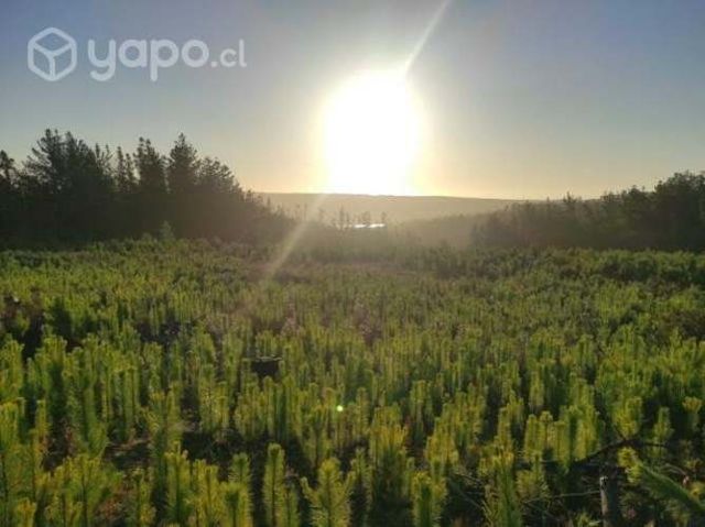 Parcelas en pichilemu