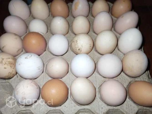 Huevos de campo y leche