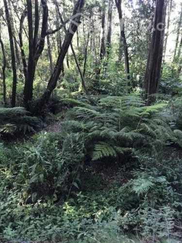 Parcela Los Angeles bosque nativo y rio de fondo