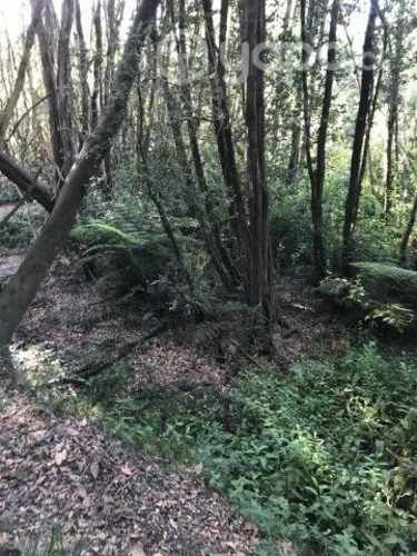 Parcela Los Angeles bosque nativo y rio de fondo