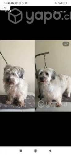 Peluquería a domicilio