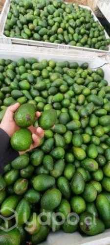 Palta hass