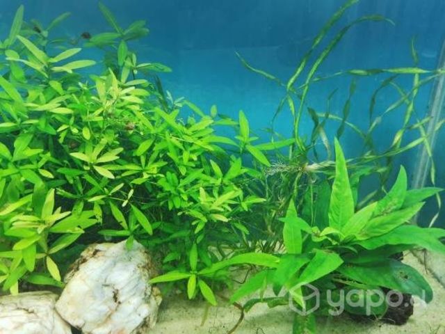 Acuario 120 litros completo