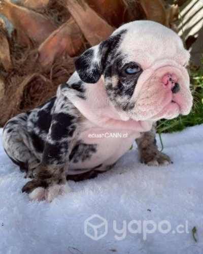 Gorditos bulldog inglés (ENTREGA INMEDIATA