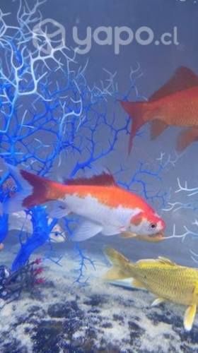 Peces Koi Caracius