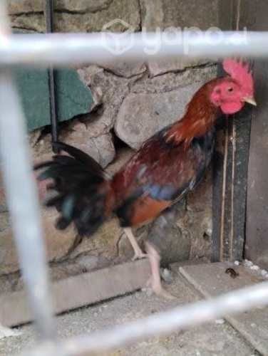 pareja de gallos