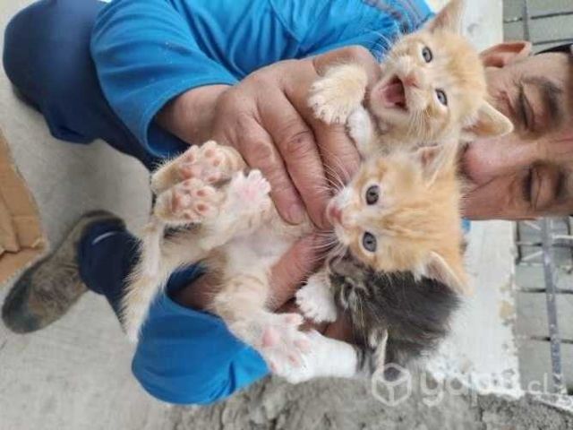 Se regalan gatitos