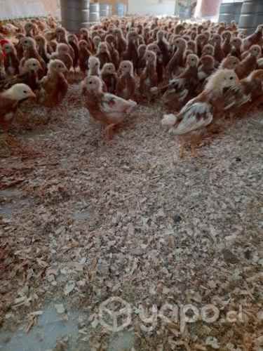 Gallinas pollas ponedoras