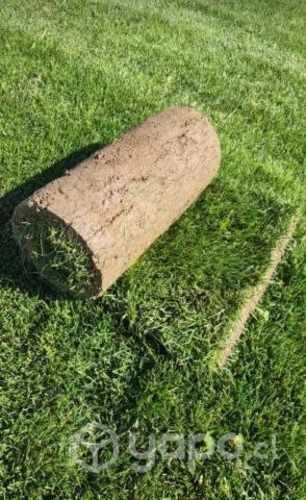 Pasto en rollo natural mt2. Alto Trafico