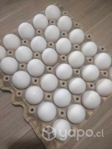 Venta de huevos blancos