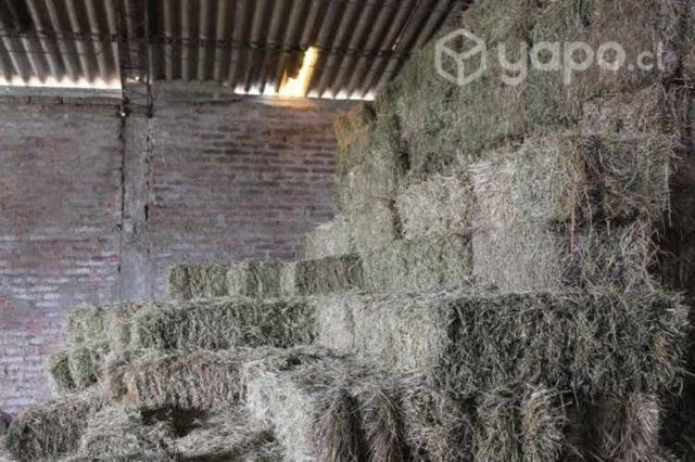 Fardos de alfalfa 22KG