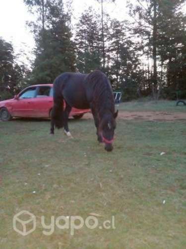 Potro manso para niños