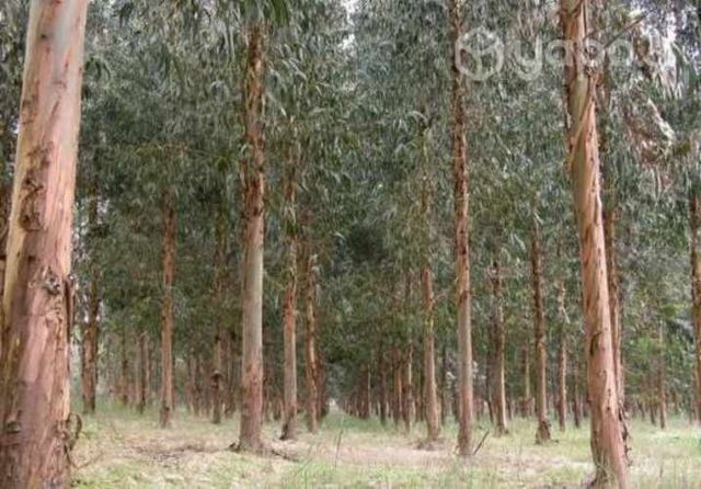 Linda parcela de 5.7 ha en quilleco