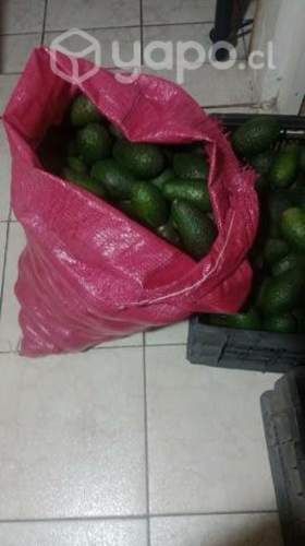 Palta Hass Nacional
