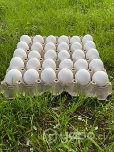 Huevos yemita grandes bandeja (30 unidades