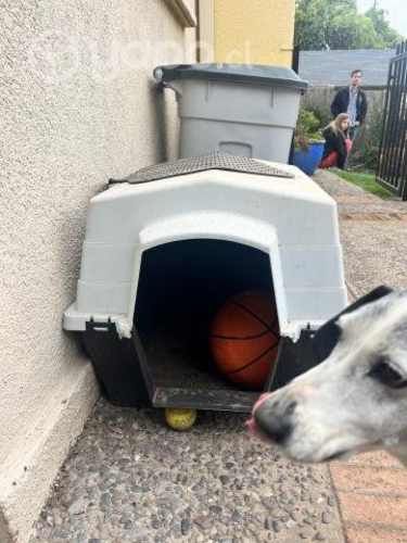 Casa de perro