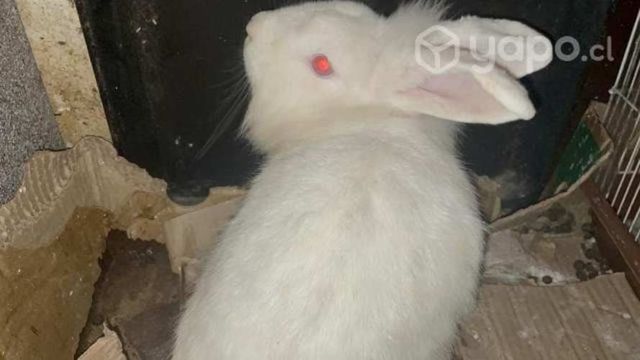 Conejitos cabeza de leon