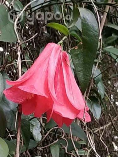 parcela con bosque nativo y vertiente