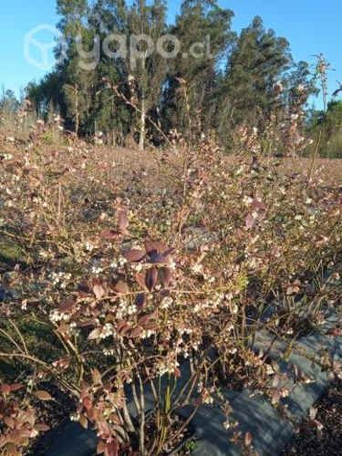 Terreno con plantación de arándanos y frambu