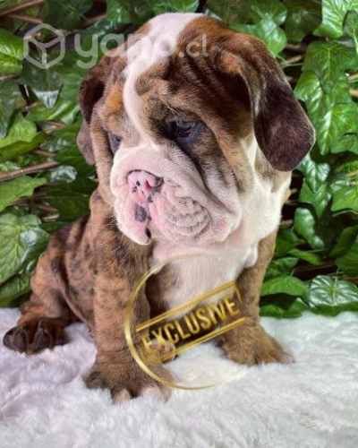 Bello bulldog inglés exótico