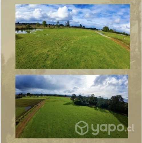 Parcela 5000 m2 los muermos