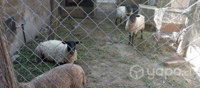 Lindos corderos.ofertonnn