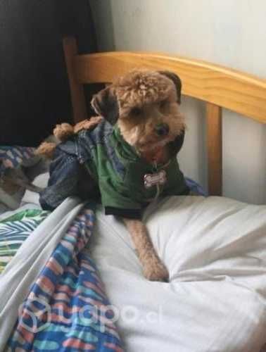 Busca novia para cruza