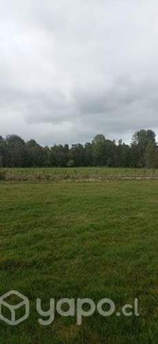 Parcela en chonchi 5000mt2