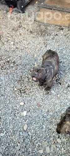 Perrito bulldog francés para cruzar