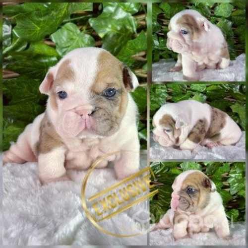 Bellos cachorros bulldog inglés