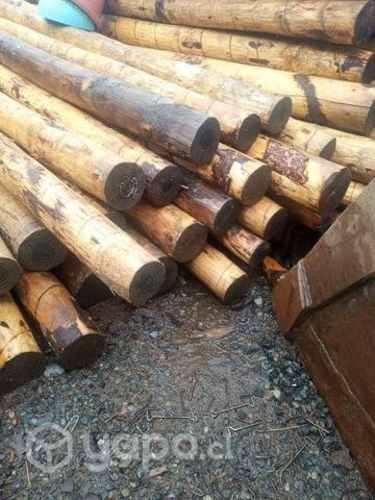 Polines Oregón 4a 6"