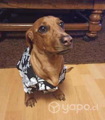 Busco arriendo para una familia