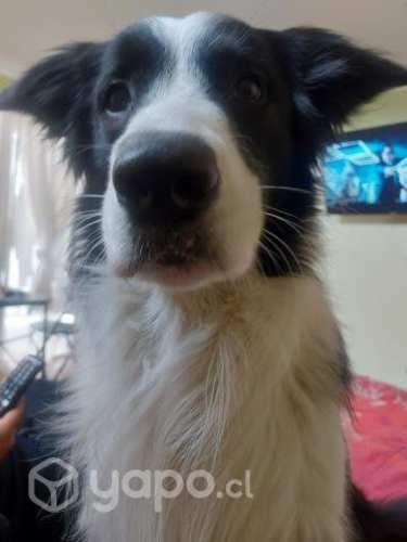 Border collie busca novia