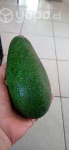 Palta de la cruz y fuerte