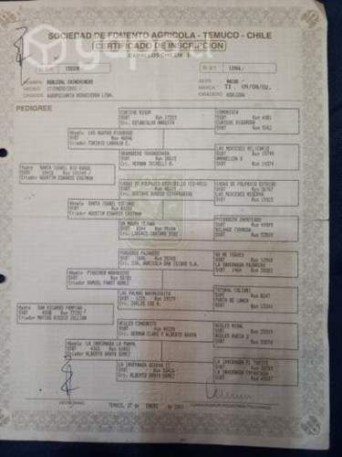 Montas Potro excepcional