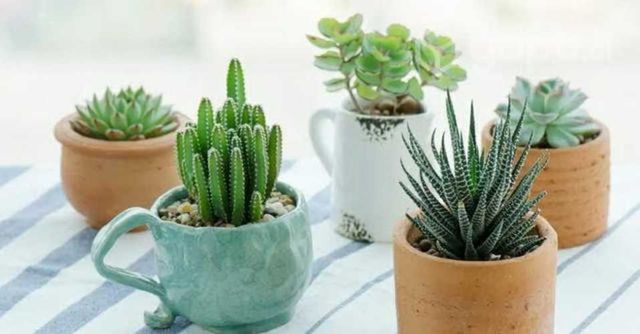 Suculentas en macetero